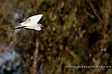 Elmas - Egretta Garzetta (40D_12182_2rid)